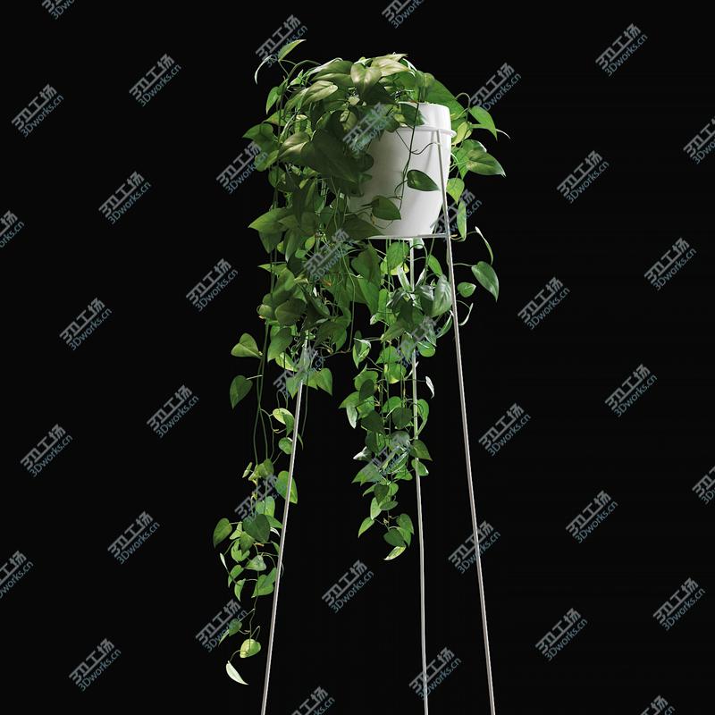 images/goods_img/2021040234/Scandens plant 3/5.jpg
